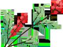 DƬ